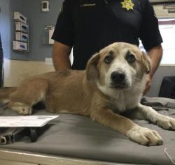 Shelter Stray Female Dog last seen Near BLOCK COLUMBUS AVE, RIVERSIDE, CA, 6851 Van Buren Boulevard, Jurupa Valley, CA 92509, USA