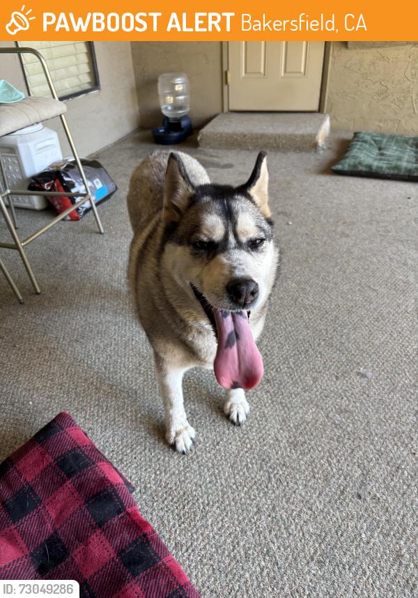 Found/Stray Female Dog last seen Gosford Rd and Ming Ave, Bakersfield, CA 93309