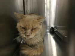 Shelter Stray Male Cat last seen Near BLOCK CALLE CAMACHO, COACHELLA, CA, Thousand Palms, CA, USA