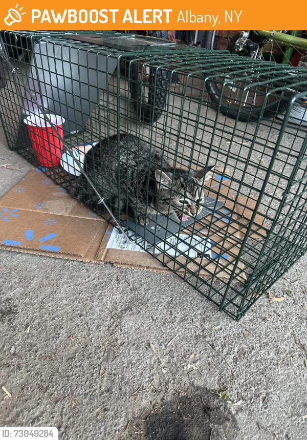 Found/Stray Unknown Cat last seen Washington Ave and Rosemont, Albany, NY 12203