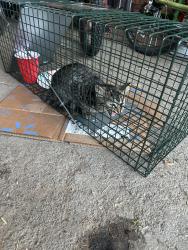 Found/Stray Unknown Cat last seen Washington Ave and Rosemont, Albany, NY 12203