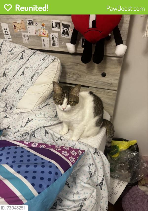 Reunited Female Cat last seen Near 2nd Ave, Elizabeth, NJ 07202, USA, Elizabeth, NJ 07202