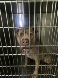 Shelter Stray Male Dog last seen , 1850 W 60th St, Los Angeles, CA 90047, USA