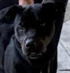 Shelter Stray Male Dog last seen , 1850 W 60th St, Los Angeles, CA 90047, USA