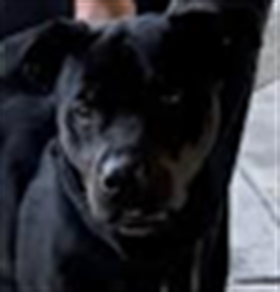 Shelter Stray Male Dog last seen , 1850 W 60th St, Los Angeles, CA 90047, USA