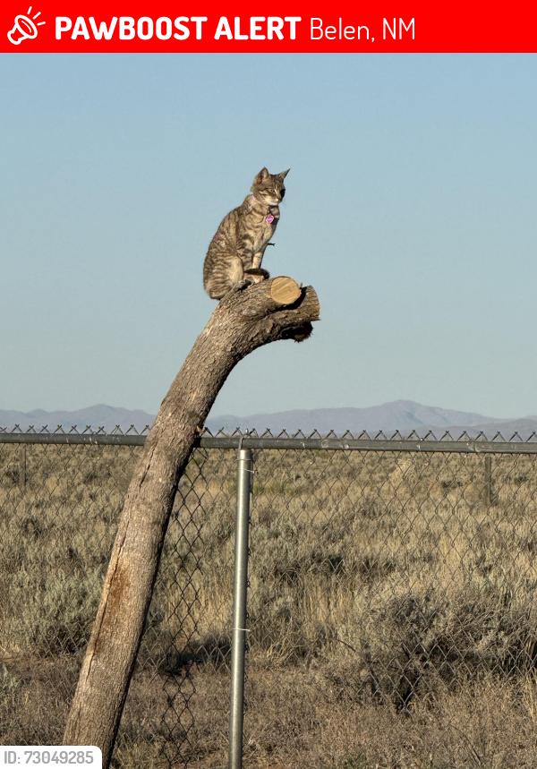Lost Female Cat last seen Los Baragas in Tierra Grande 2, Belen, NM 87002