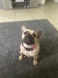 Lost Female Dog last seen Southeast 18th, Oklahoma City, OK 73129