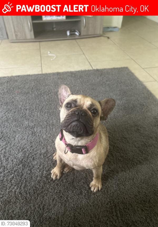 Lost Female Dog last seen Southeast 18th, Oklahoma City, OK 73129