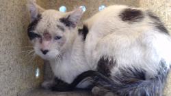Shelter Stray Male Cat last seen , 11258 Garfield Ave, Downey, CA 90242, USA