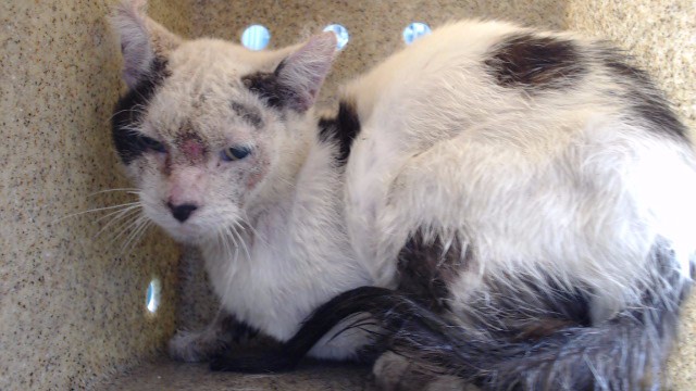 Shelter Stray Male Cat last seen , 11258 Garfield Ave, Downey, CA 90242, USA