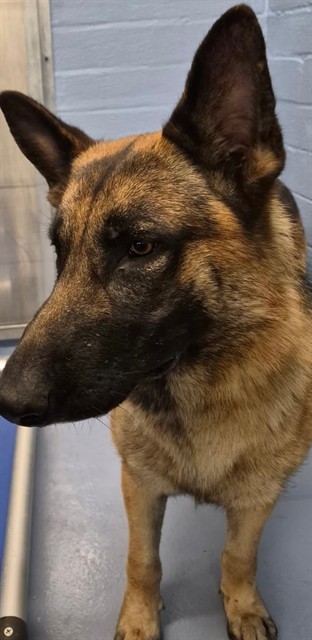 Shelter Stray Male Dog last seen , 11258 Garfield Ave, Downey, CA 90242, USA