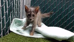 Shelter Stray Female Cat last seen , 11258 Garfield Ave, Downey, CA 90242, USA