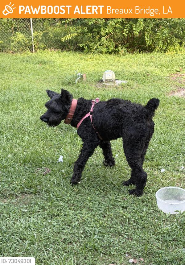 Found/Stray Female Dog last seen Main hwy. Breaux bridge, Breaux Bridge, LA 70517