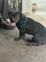 Found/Stray Male Dog last seen Crosshaven & Black Rock, Houston, TX 77015