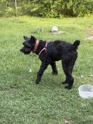 Found/Stray Female Dog last seen Main hwy. Breaux bridge, Breaux Bridge, LA 70517