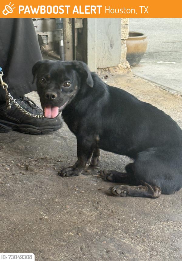 Found/Stray Male Dog last seen Crosshaven & Black Rock, Houston, TX 77015