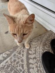 Found/Stray Unknown Cat last seen Silver creek Ga, Floyd County, GA 30173