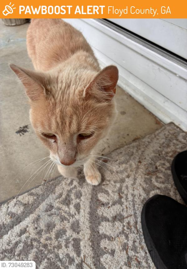 Found/Stray Unknown Cat last seen Silver creek Ga, Floyd County, GA 30173