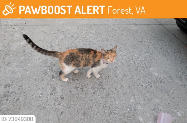 Rehomed Unknown Cat last seen Creek Bend Lane and Ivy Creek Drive, Forest, VA 24551