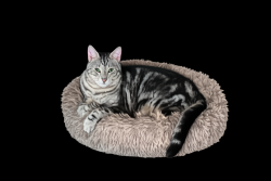 Lost Male Cat last seen Brewster Road and Highway 1077, Madisonville, LA, St. Tammany Parish, LA 70447