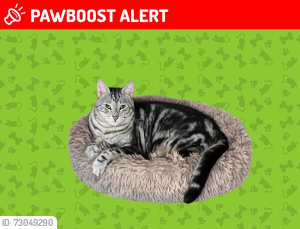 Lost Male Cat last seen Brewster Road and Highway 1077, Madisonville, LA, St. Tammany Parish, LA 70447