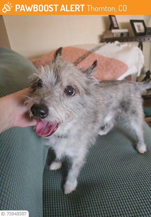 Found/Stray Male Dog last seen 120th and Fairfax, Thornton, CO 80241