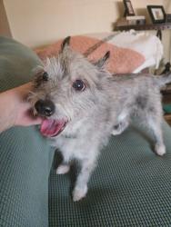 Found/Stray Male Dog last seen 120th and Fairfax, Thornton, CO 80241