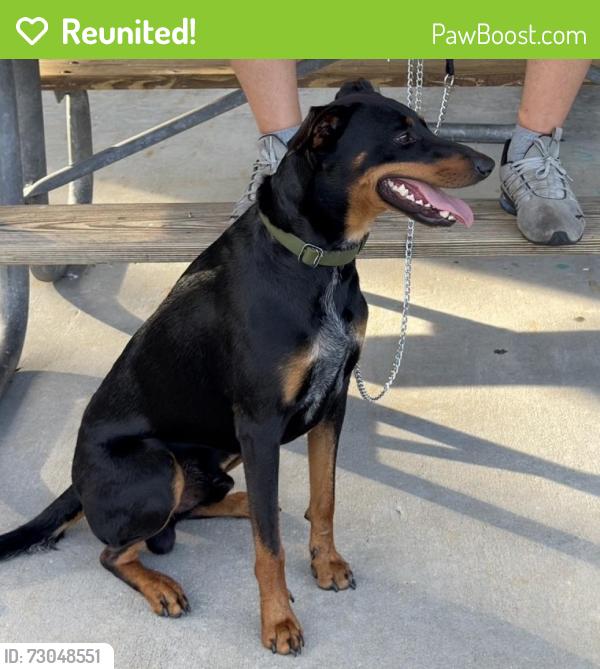 Reunited Male Dog last seen Adamson Rd, in our yard, Cocoa, FL 32926