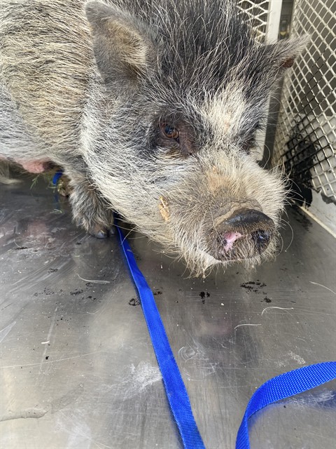 Shelter Stray Male Livestock last seen Near BLOCK BOWER AVE, BAKERSFIELD CA 93305, 3951 Fruitvale Ave, Bakersfield, CA 93308, USA