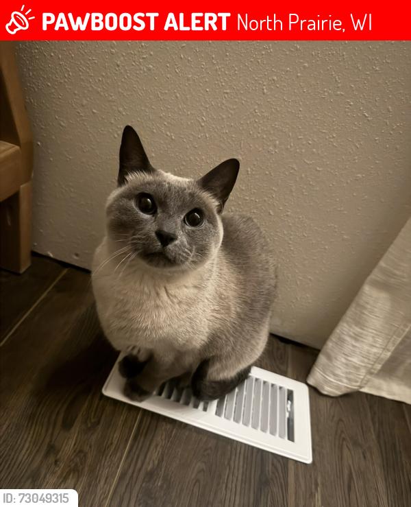 Lost Female Cat last seen Prairie view elementary school and bills, North Prairie, WI 53153