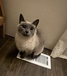 Lost Female Cat last seen Prairie view elementary school and bills, North Prairie, WI 53153