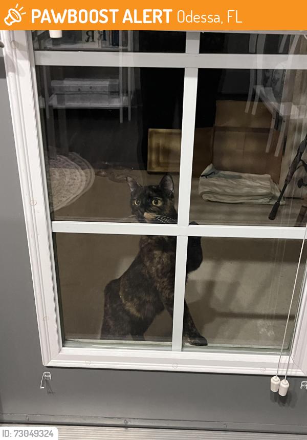 Found/Stray Female Cat last seen The lotus at starkey ranch, Odessa, FL 33556