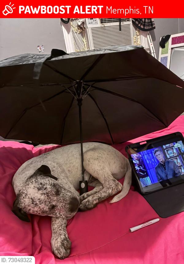 Lost Male Dog last seen Maria, Memphis, TN 38122