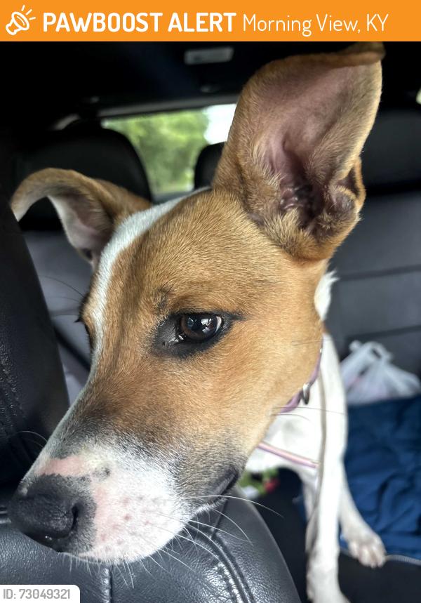 Found/Stray Female Dog last seen Whites Tower Elementary School, Morning View, KY 41063