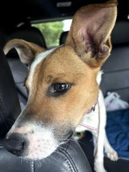 Found/Stray Female Dog last seen Whites Tower Elementary School, Morning View, KY 41063