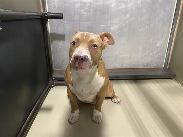 Shelter Stray Female Dog last seen Near BLOCK COPE LN, BAKERSFIELD CA 93307, 3951 Fruitvale Ave, Bakersfield, CA 93308, USA