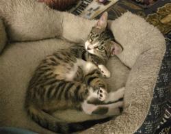 Shelter Stray Female Cat last seen Near BLOCK HALLIDAY AVE, 4710 TX-151, San Antonio, TX 78227, USA