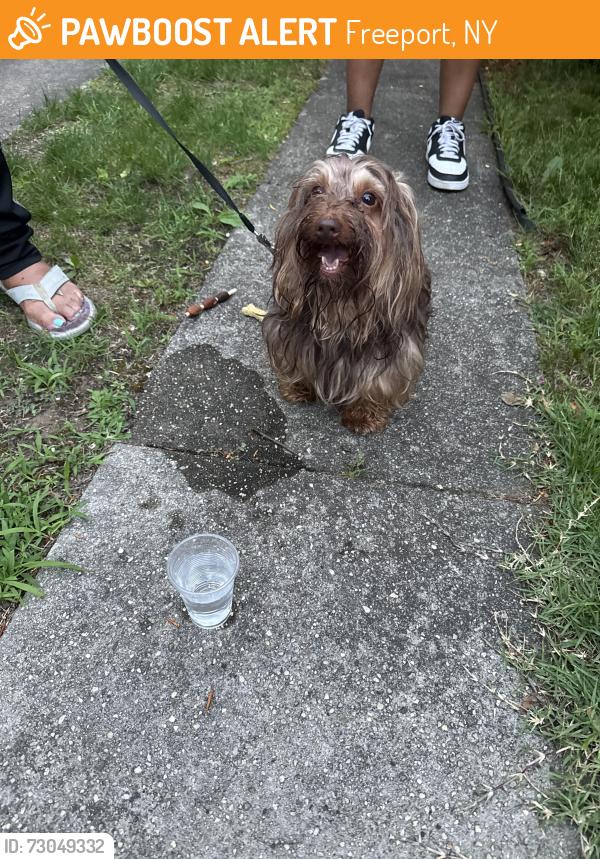 Found/Stray Male Dog last seen Green avenue, Freeport , Freeport, NY 11520