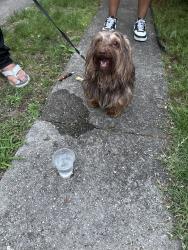 Found/Stray Male Dog last seen Green avenue, Freeport , Freeport, NY 11520