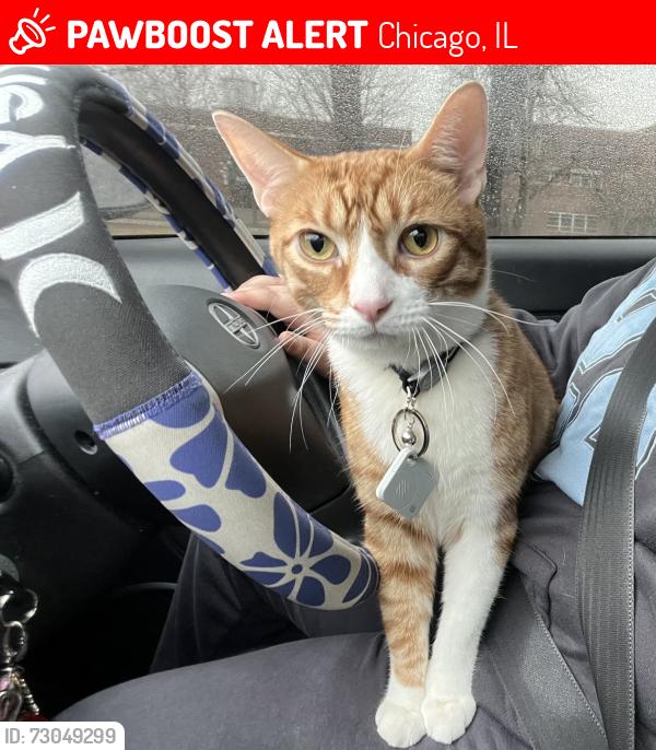 Lost Male Cat last seen James shields middle school , Chicago, IL 60632