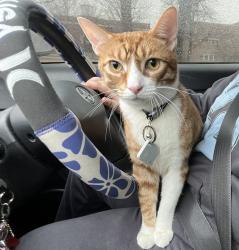 Lost Male Cat last seen James shields middle school , Chicago, IL 60632