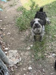 Found/Stray Male Dog last seen Main hwy, Saint Martinville, LA 70582