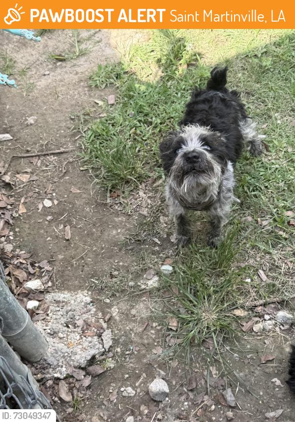 Found/Stray Male Dog last seen Main hwy, Saint Martinville, LA 70582