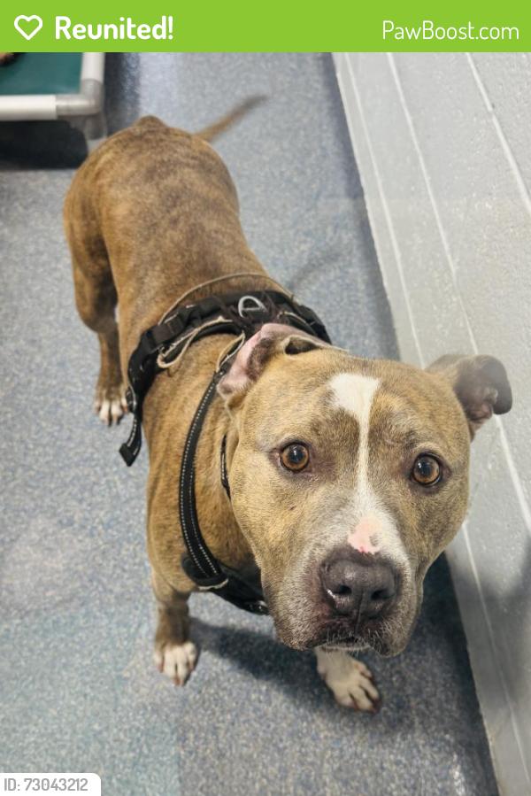 Reunited Male Dog last seen Edison St Clifton , Clifton, NJ 07013