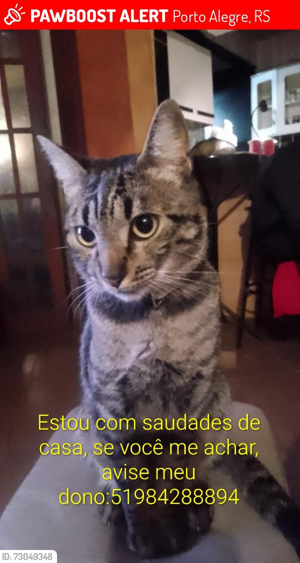 Lost Male Cat last seen ruas entre Sertorio e Benjamim Constant, Augusto Severo, Sousa Reis, Porto Alegre, RS 