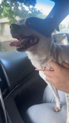 Found/Stray Female Dog last seen Near Capital blvd raleigh nc 27604, Raleigh, NC 27604