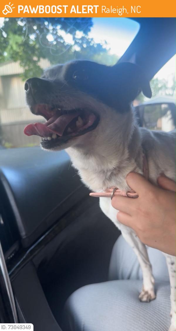 Found/Stray Female Dog last seen Near Capital blvd raleigh nc 27604, Raleigh, NC 27604