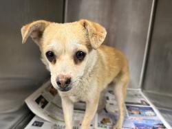 Shelter Stray Male Dog last seen , 14409 Vanowen St, Van Nuys, CA 91405, USA