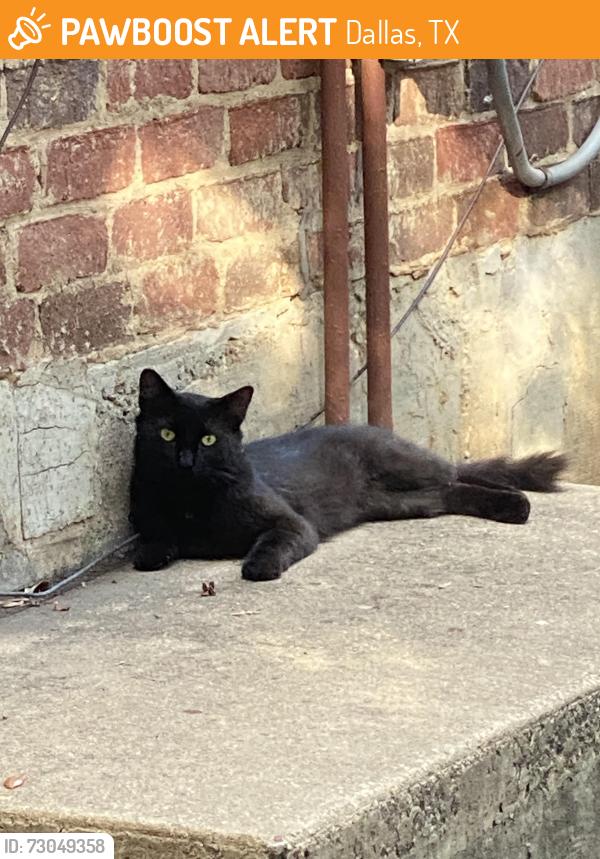 Found/Stray Unknown Cat last seen Woodside st, Dallas, TX 75204