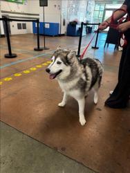 Shelter Stray Female Dog last seen , 14409 Vanowen St, Van Nuys, CA 91405, USA